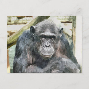 CUTE CHIMPANZEES POSTCARD