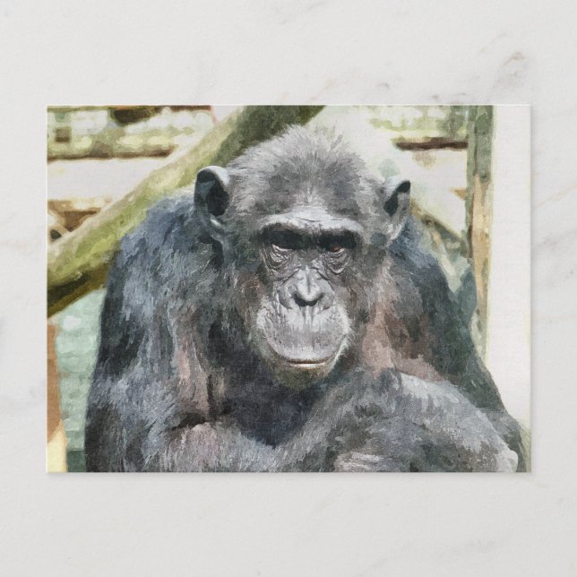 CUTE CHIMPANZEES POSTCARD (Front)