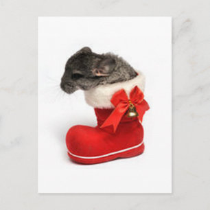 Cute Chinchilla in Christmas Stocking Holiday Postcard