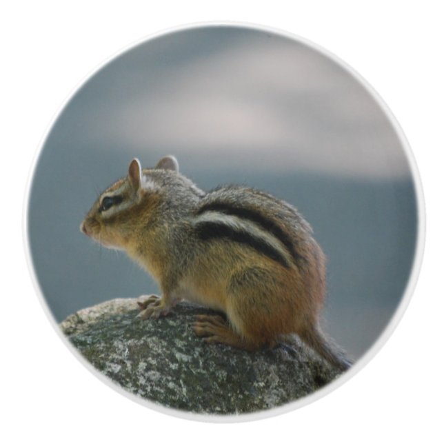 Cute Chipmunk Ceramic Knob (Front)