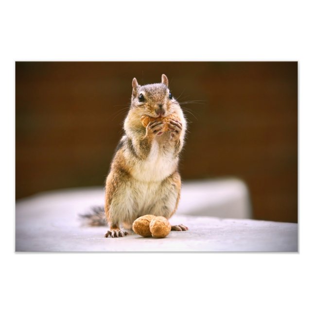 Cute Chipmunk Eating a Peanut Photo Print (Front)