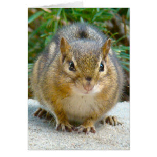 Cute Chipmunk Has His Eye On You