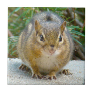 Cute Chipmunk Has His Eye On You Ceramic Tile