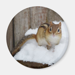 Cute Chipmunk in the Snow Magnet