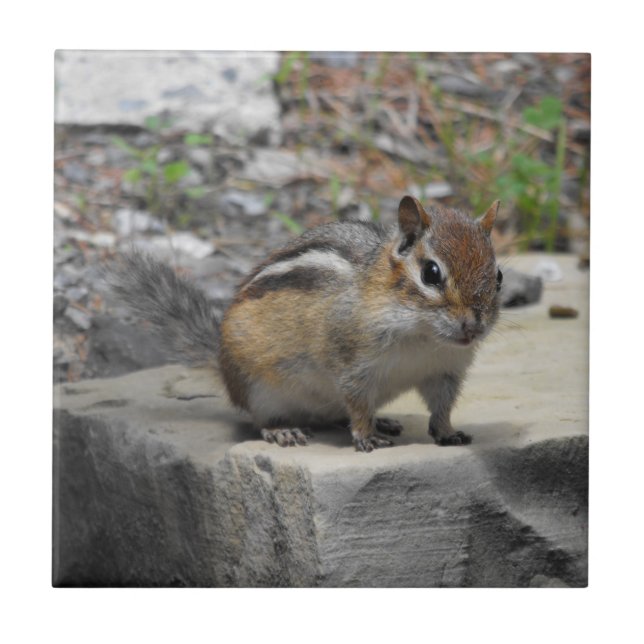 Cute Chipmunk Like Critter on a Rock Photo Tile (Front)