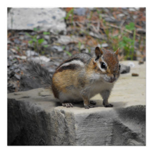 Cute Chipmunk Like Critter on a Rock Poster