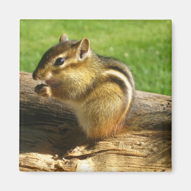 Cute Chipmunk Magnet (Front)