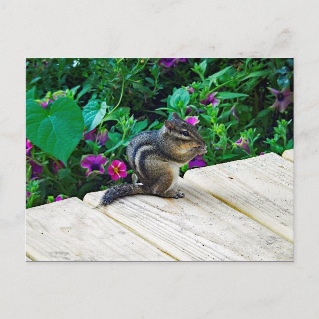 Cute Chipmunk Photo Postcard (Front)