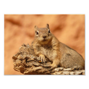 Cute Chipmunk Photo Print