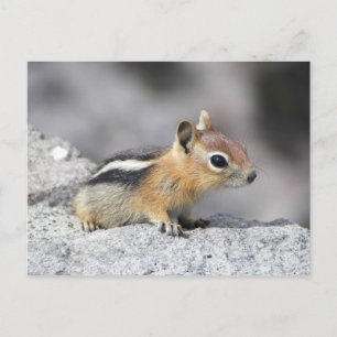 Cute Chipmunk Postcard