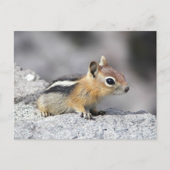 Cute Chipmunk Postcard (Front)