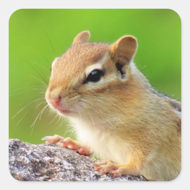 Cute Chipmunk Square Sticker (Front)