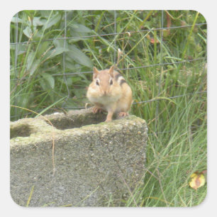 Cute Chipmunk Square Sticker
