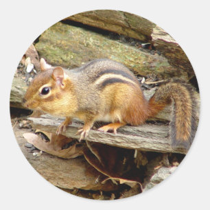 Cute Chipmunk Stickers