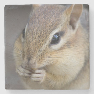Cute chipmunk stone coaster