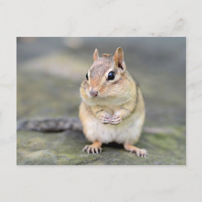 Cute Chipmunk with Bug Friend Postcard (Front)