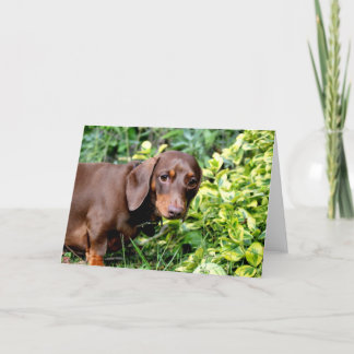 Cute chocolate dachshund blank greeting card