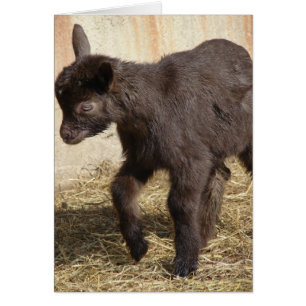 Cute Chocolate Goat Kid