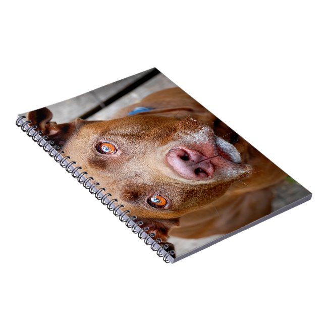 Cute Chocolate Lab Pit Mix Dog 7 Notebook (Right Side)