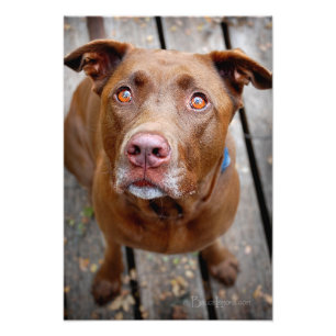 Cute Chocolate Lab Pit Mix Dog 7 Photo Print