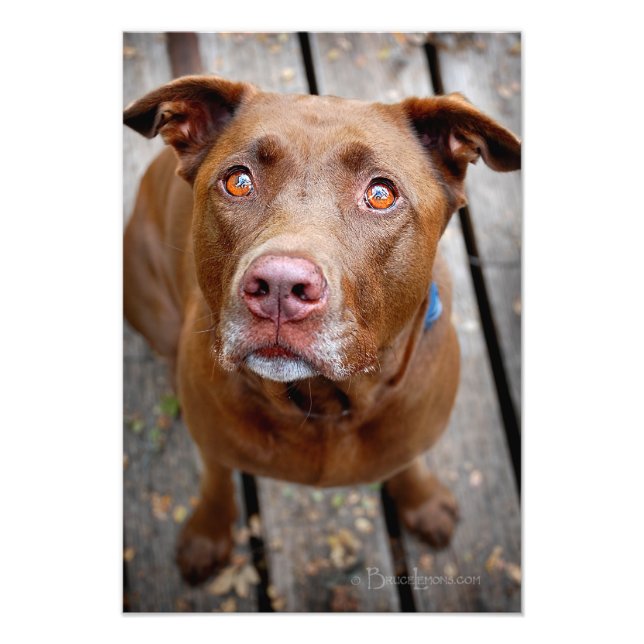 Cute Chocolate Lab Pit Mix Dog 7 Photo Print (Front)