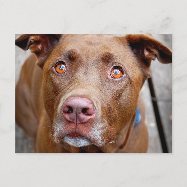 Cute Chocolate Lab Pit Mix Dog 7 Postcard (Front)