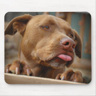 Cute chocolate Lab Pit Mix Dog Mouse Pad