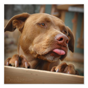 Cute chocolate Lab Pit Mix Dog Photo Print