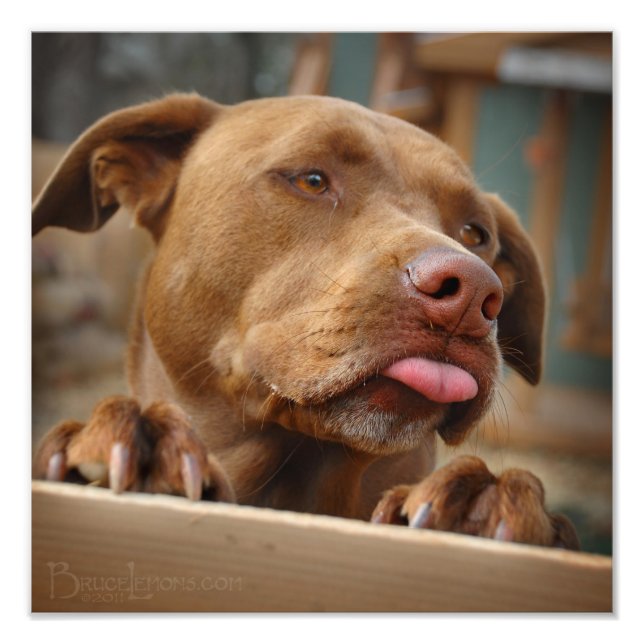 Cute chocolate Lab Pit Mix Dog Photo Print (Front)