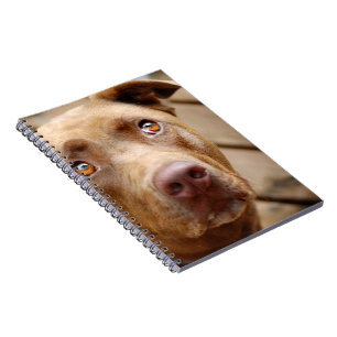 Cute Chocolate Lab Pit Mix Dog Portrait 5 Notebook