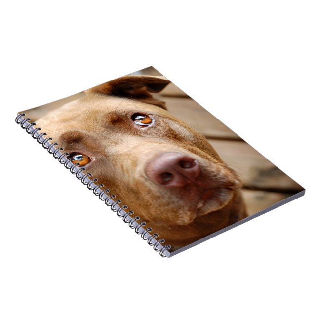Cute Chocolate Lab Pit Mix Dog Portrait 5 Notebook (Right Side)