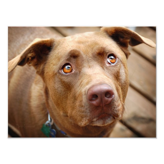 Cute Chocolate Lab Pit Mix Dog Portrait 5 Photo Print (Front)