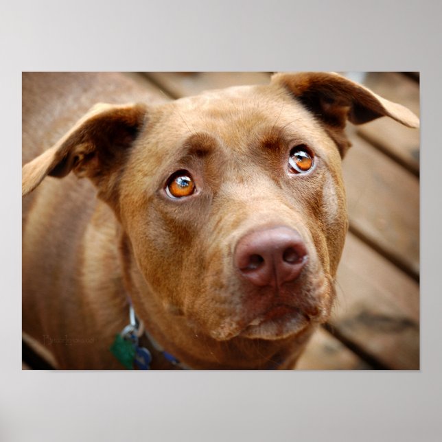 Cute Chocolate Lab Pit Mix Dog Portrait 5 Poster (Front)