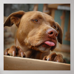 Cute chocolate Lab Pit Mix Dog Poster