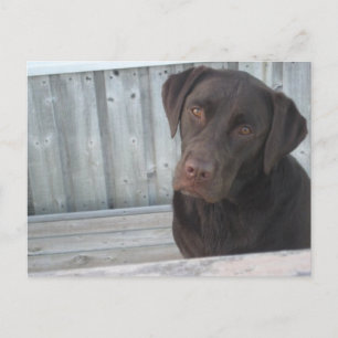 Cute Chocolate Lab Postcard
