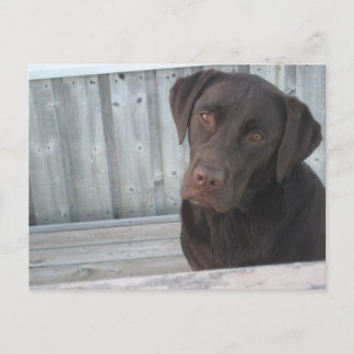 Cute Chocolate Lab Postcard