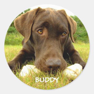 Cute Chocolate Labrador Custom Classic Round Sticker