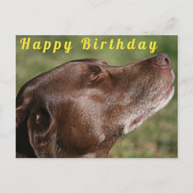 Cute Chocolate Labrador Dog - Happy Birthday Postcard (Front)