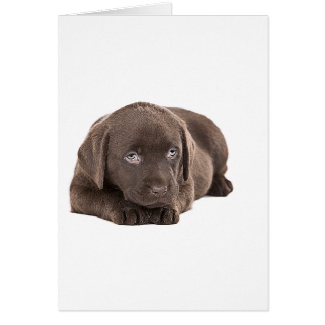 Cute Chocolate Labrador Puppy (Front)