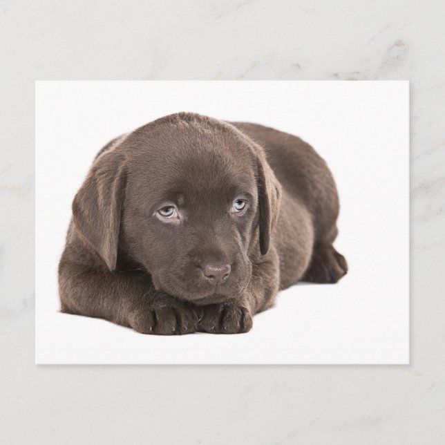 Cute Chocolate Labrador Puppy Postcard (Front)