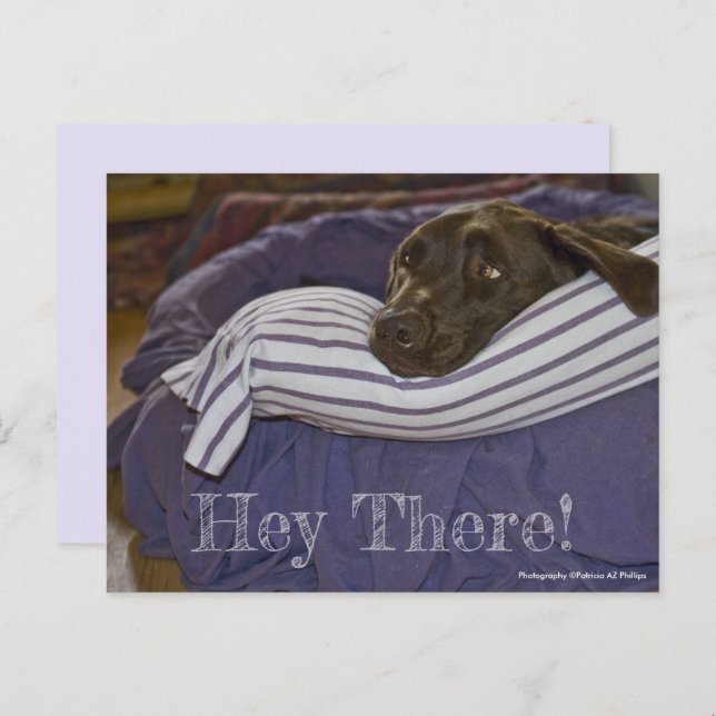 Cute Chocolate Labrador Retriever In Bed Custom Po Postcard (Front/Back)