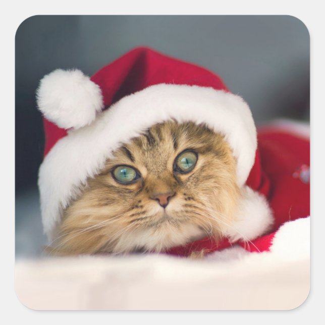 Cute Christmas cat lying Square Sticker (Front)