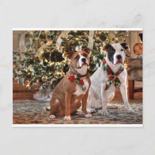 Cute Christmas Rescue Pitbull and America Bull Dog Holiday Postcard (Front)