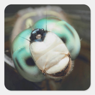 Cute Close-up Dragonfly Iridescent Compound Eyes Square Sticker