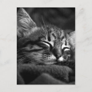 Cute Close Up Face of a Sleeping Tabby Kitten Postcard