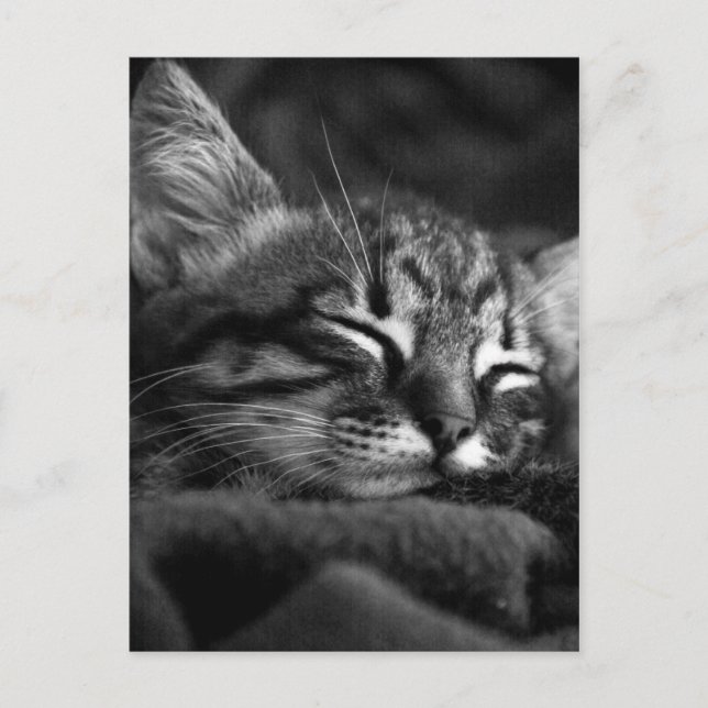 Cute Close Up Face of a Sleeping Tabby Kitten Postcard (Front)