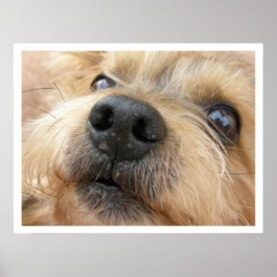 Cute Close-up Photograph of Yorkie Face Poster