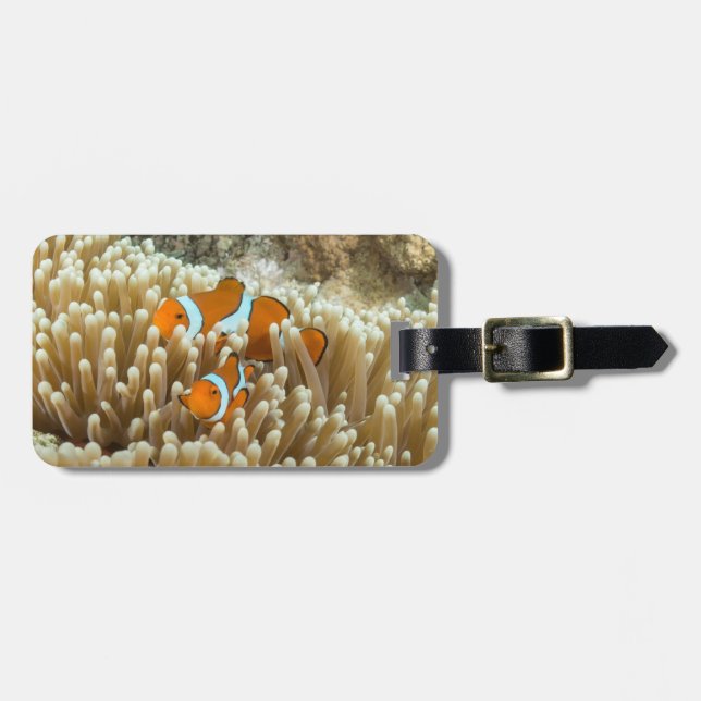 Cute Clown Fish Luggage Tag (Front Horizontal)