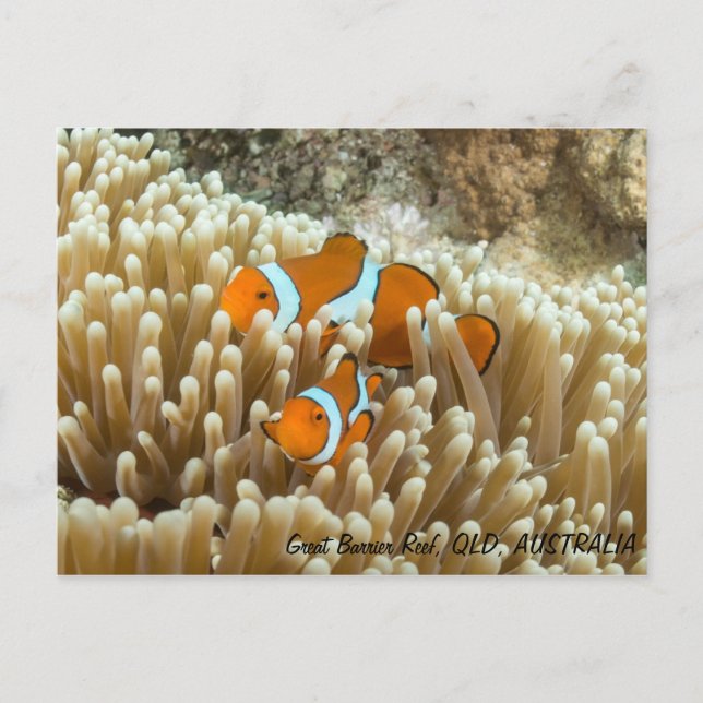 Cute Clown Fish Postcard (Front)