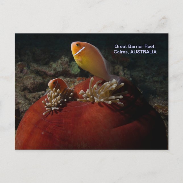 Cute Clownfish Great Barrier Reef Coral Sea Postcard (Front)